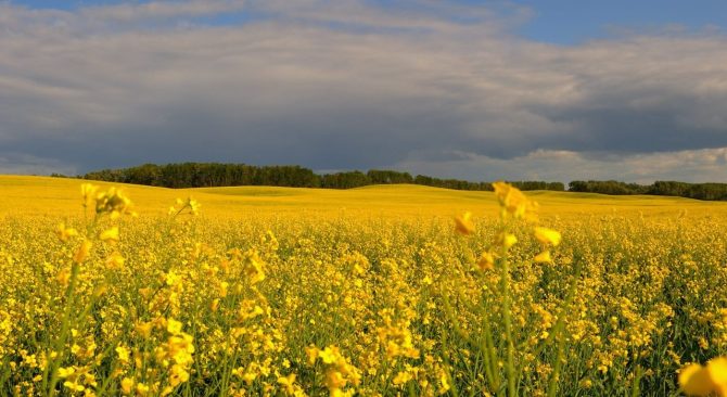 Iconic view of canola fields and moody skies in Manitoba prairies