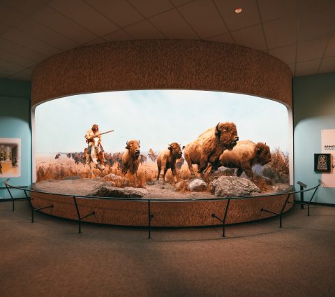 Large diorama of Indigenous person on a horse with musket hunting 4 bison running on the prairie