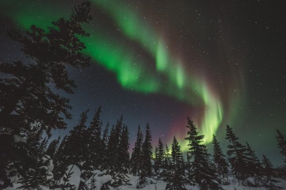Northern lights over the trees near Churchill, Manitoba