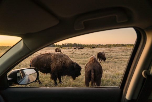 RMNP Bison Fall