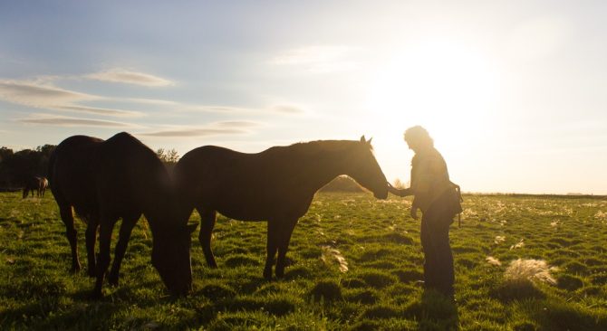 A person pets the nose of a horse while another grazes the grass next to them.