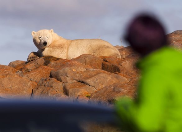 polar bear tour