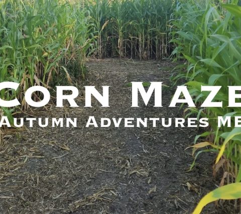 Corn Maze