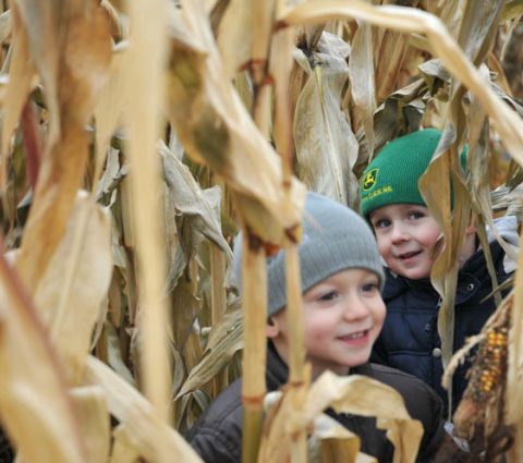 Corn Maze